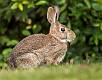 Kirms Photography Cottontail Rabbit-2